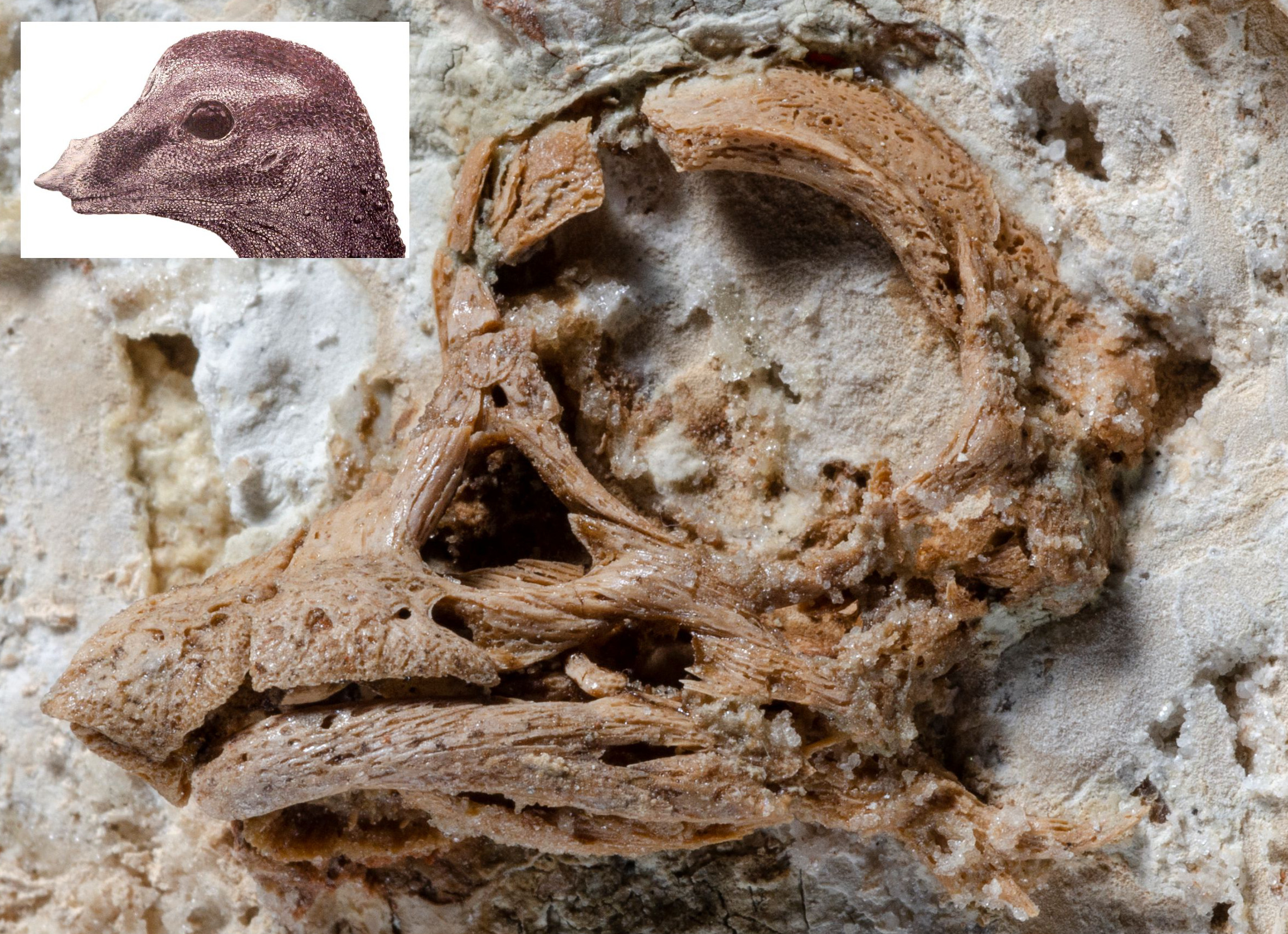 The fossilized skull, with artist's reconstruction shown inset.  (Image: Kundrat et al. /Current Biology)