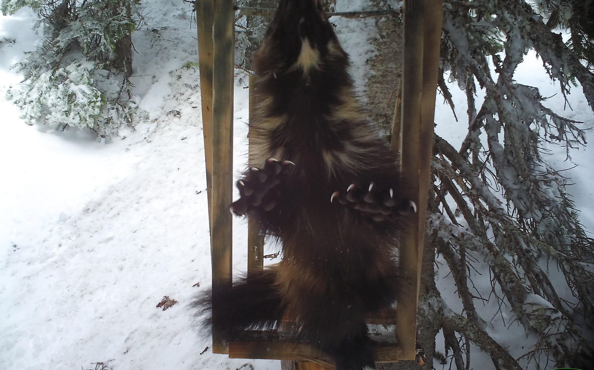 A wolverine perched on the camera stand, showing its stomach, bottom of the paws, and long claws. (Image: NPS/Cascades Carnivore Project, AP)