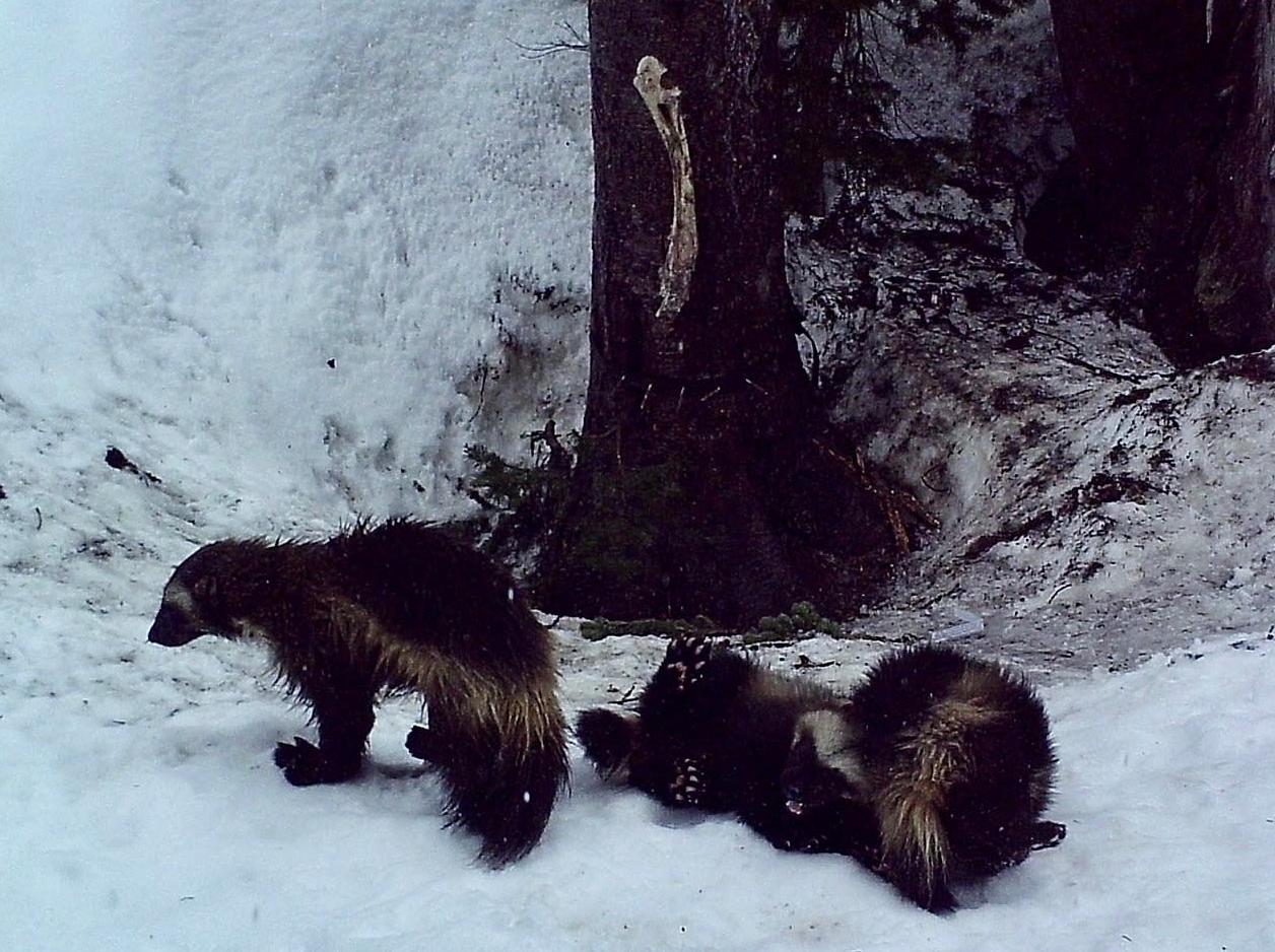 The newly spotted wolverine family.  (Image: Cascades Carnivore Project/NPS)