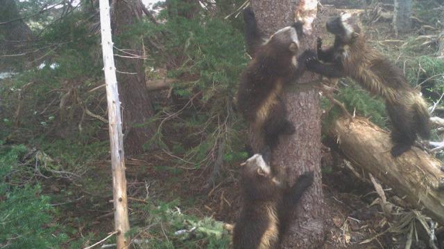 Wolverines Return to Mount Rainier After 100-Year Absence