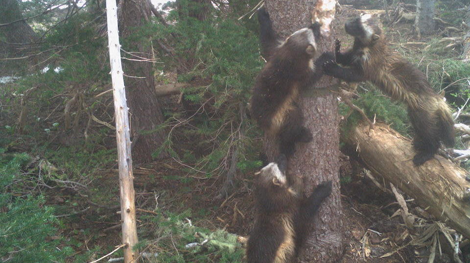 A wolverine family spotted by a camera trap stationed in Mount Rainier National Park.  (Image: Cascades Carnivore Project/NPS)
