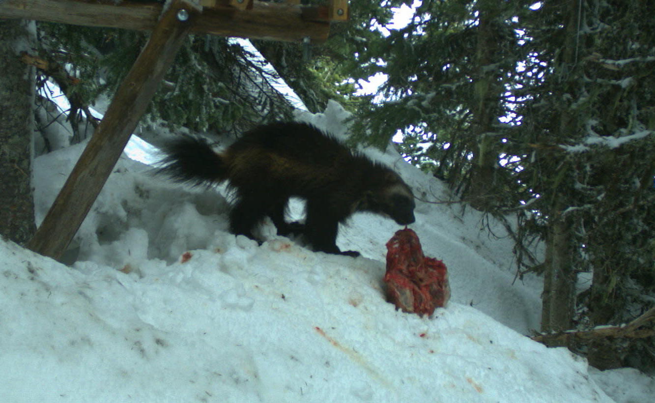A wolverine munching on a piece of meat.  (Image: NPS/Cascades Carnivore Project)