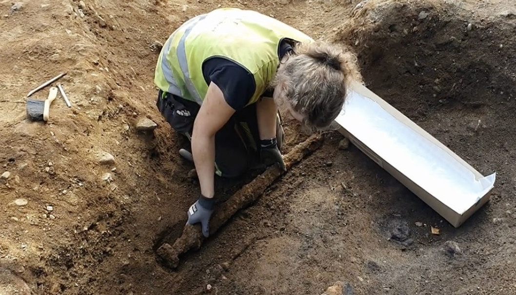 NTNU archaeologist Astrid Kviseth pulling the sword from the grave.  (Image: NTNU University Museum)