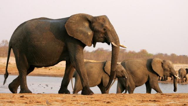 Eleven Elephants Were Found Dead in Zimbabwe And No One Knows Why
