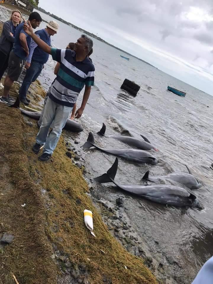 Dolphins washed up on the shore of Mauritius (Photo: Eshan Juman/Greenpeace, Other)