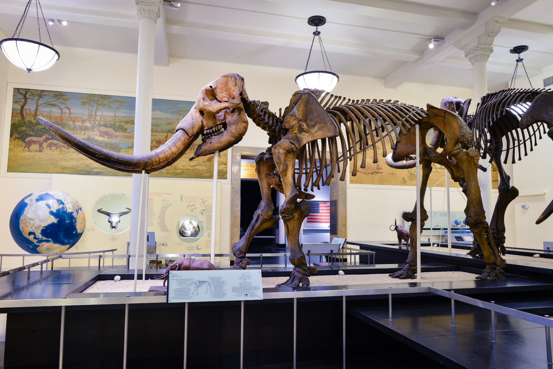 Mastodon fossil on display at the American Museum of Natural History. (Photo: AMNH)