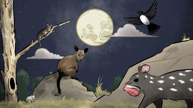 How Phases of the Moon Affect Native Australian Wildlife