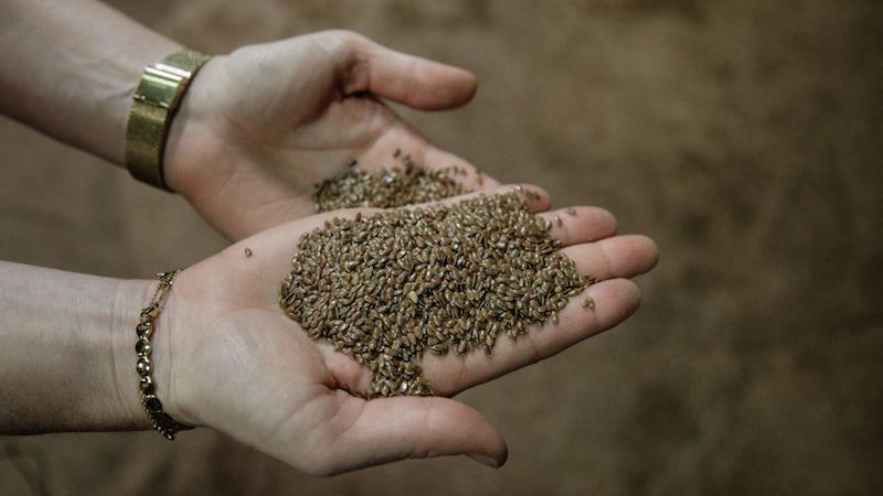 If you get mysterious seeds from China in the mail, do not plant them. (Photo: Sameer Al-Doumy / AFP, Getty Images)