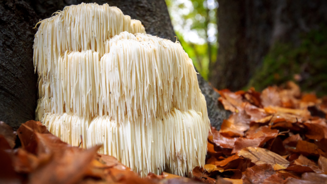 Vegan Leather Made From Mushrooms Could Mould the Future of Sustainable Fashion