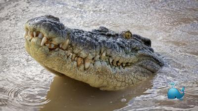 Expert Explains Why an Aussie Crocodile Acted Like a Whale In Viral Video