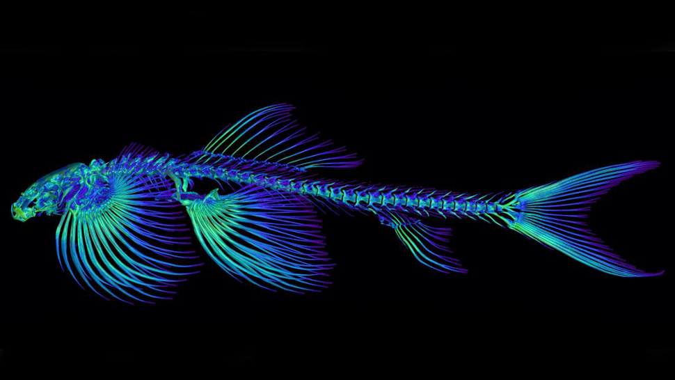 High-resolution computed tomography reconstruction of Cryptotora thamicola.  (Image:  Zach Randall, Florida Museum of Natural History)