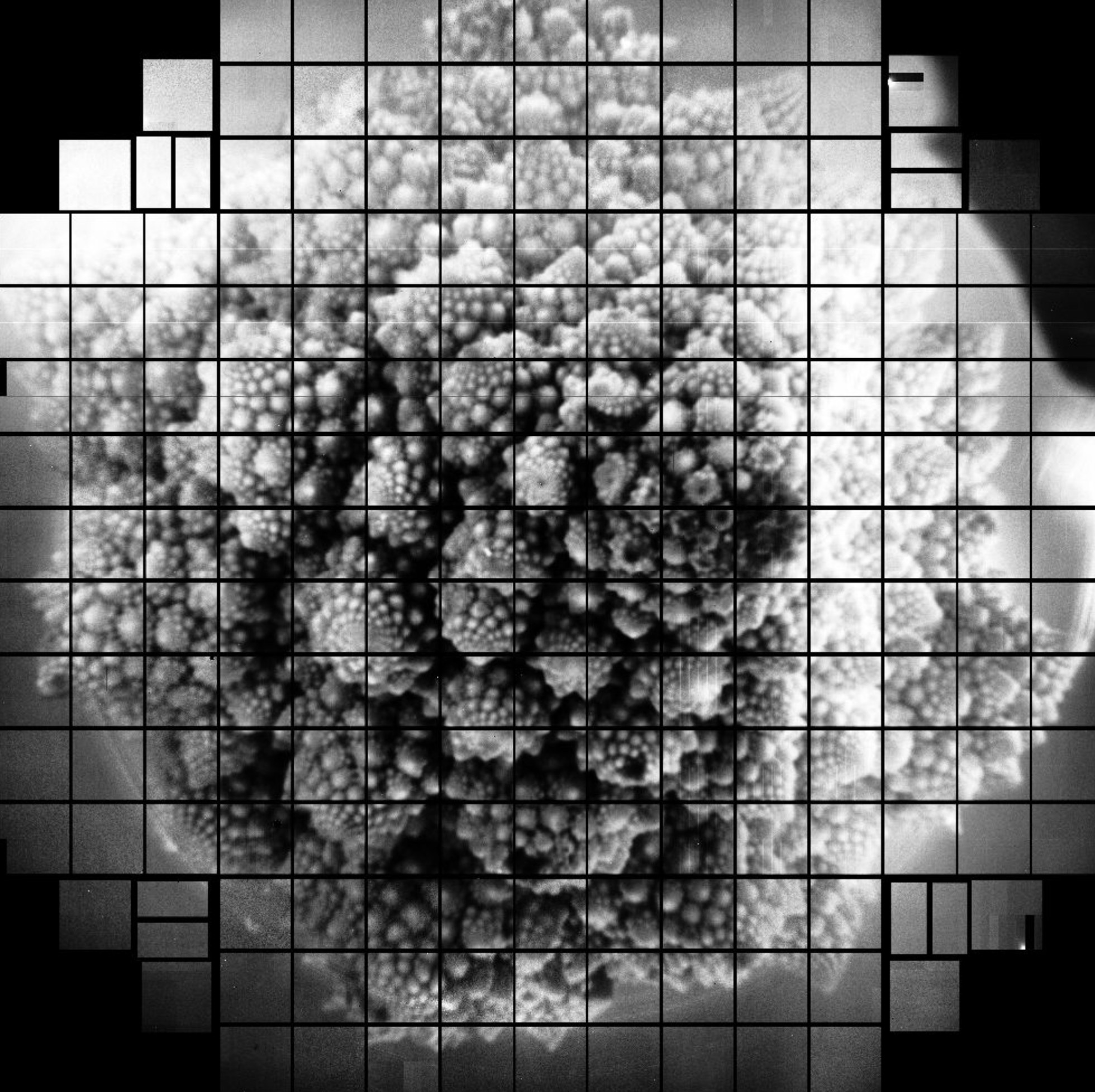 Head of romanesco, as visualized by the new camera.  (Image: SLAC)