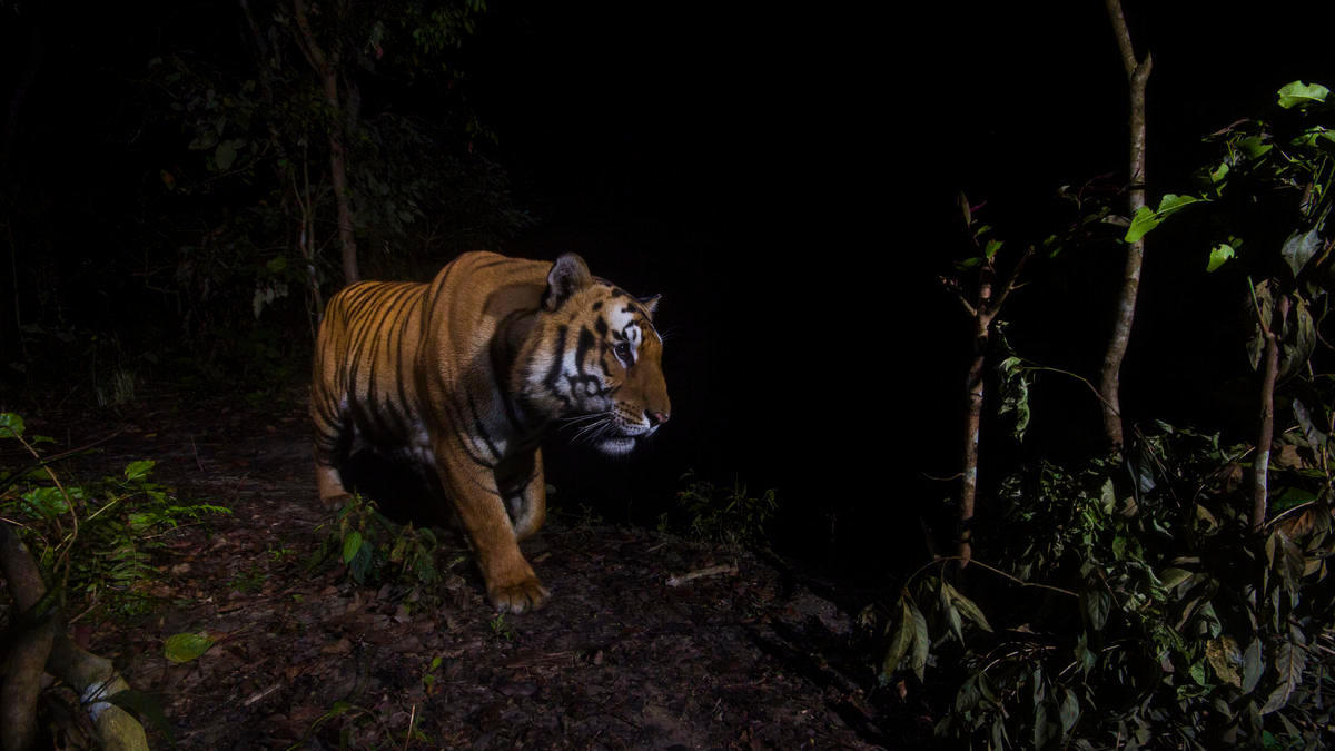 A tiger shown from a camera trap in Bardia National Park, Nepal. (Photo:  © Emmanuel Rondeau/WWF-US)