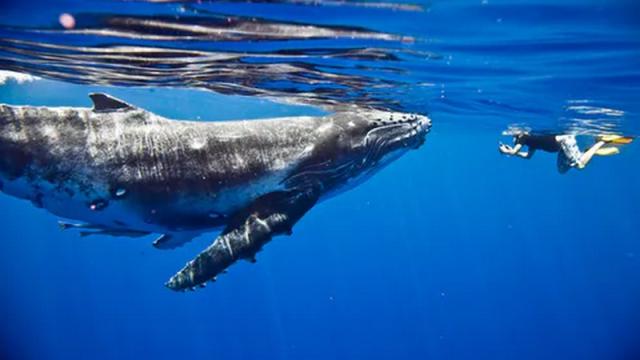 Swimming With Whales: Know the Risks and When It’s Best to Keep Your Distance