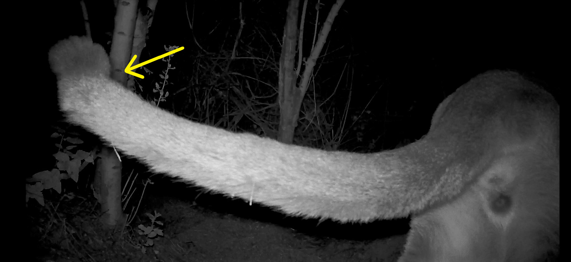 Not a good sign: a kinked tail is evidence of inbreeding and a lack of genetic diversity among cougars.  (Image: National Park Service)
