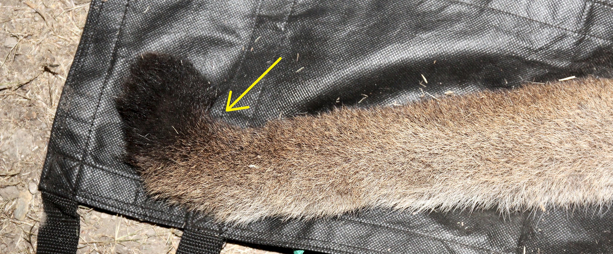 The kinked tail as seen on the juvenile cougar P-81.  (Image: National Park Service)