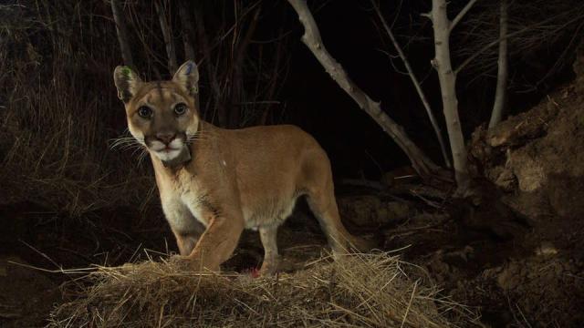 Inbred Cougars in Southern California Are Sprouting Crooked Tails