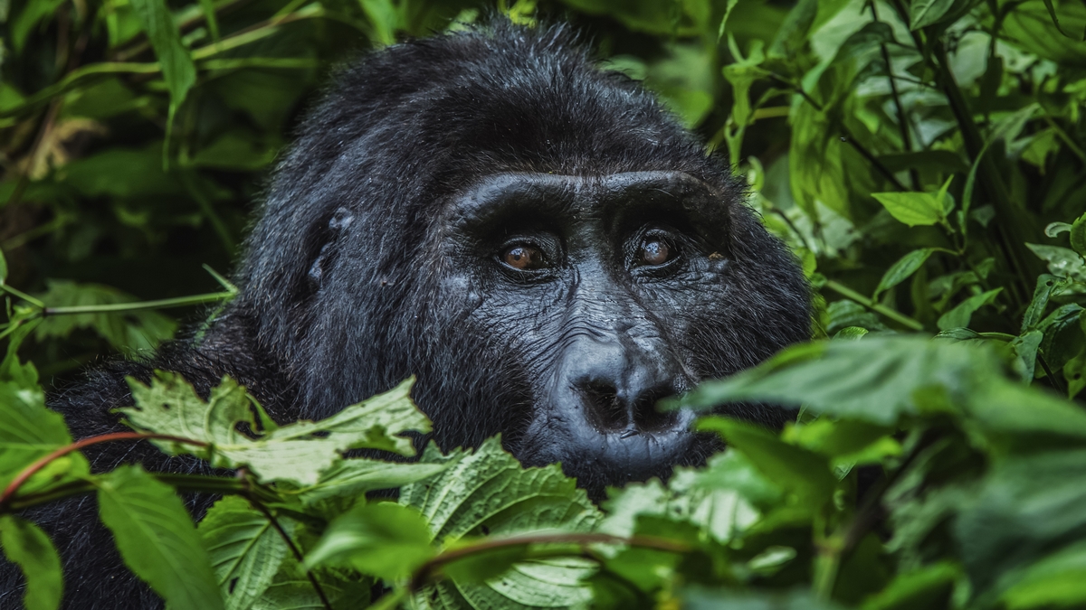 Silverback Gorilla in Bwindi Impenetrable Forest National Park Uganda