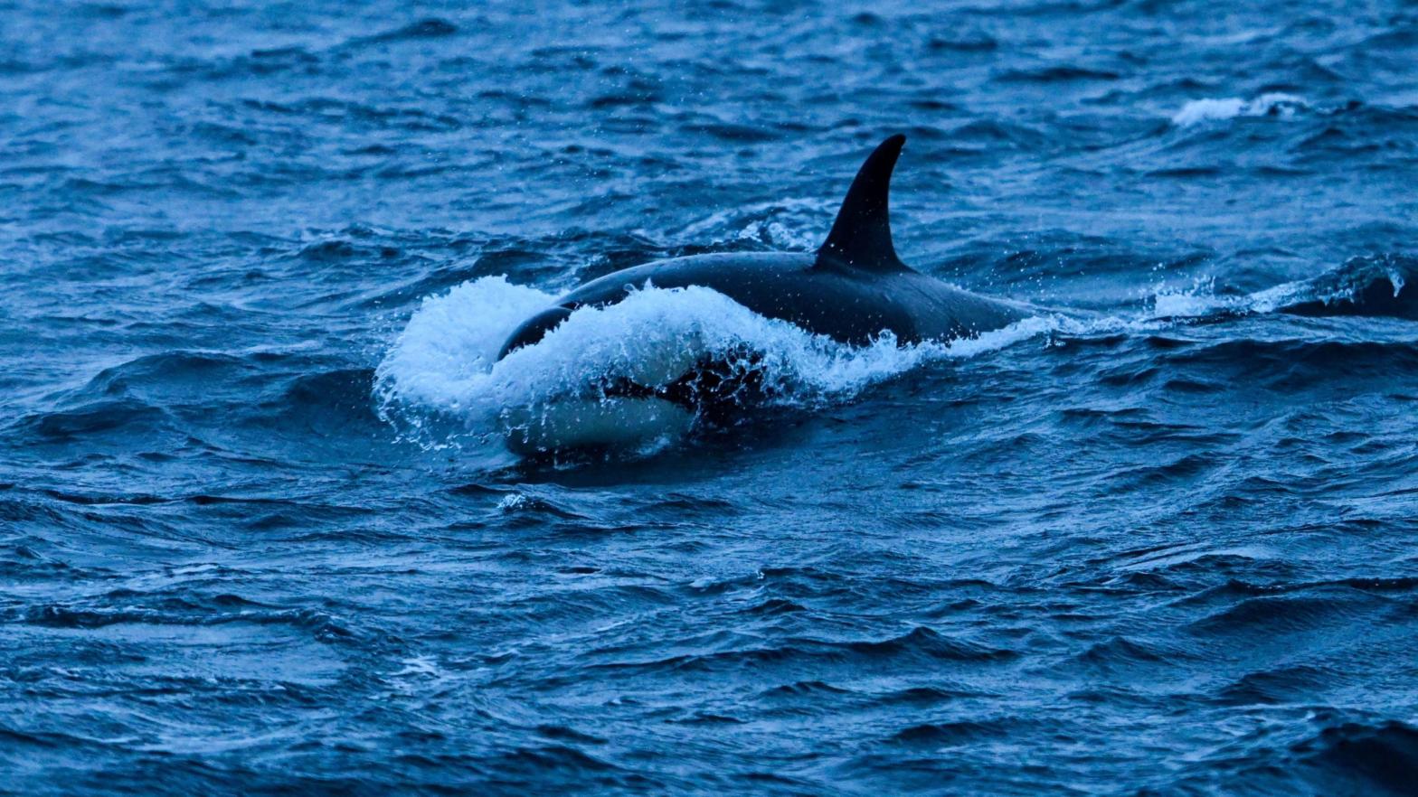 Orcas are ramming into boats along the Spanish and Portuguese coasts, and no one knows why. (Photo: Olivier Morin / AFP, Getty Images)