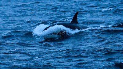For Some Strange Reason, Orcas Are Ramming Into Boats in Northern Spain