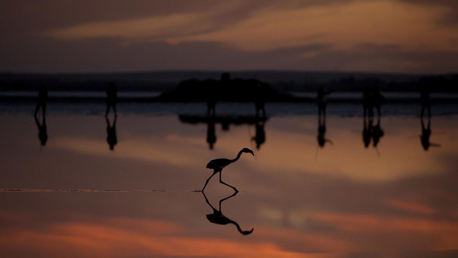 A flamingo at sunset. (Photo: Jorge Guerrero/AFP, Getty Images)