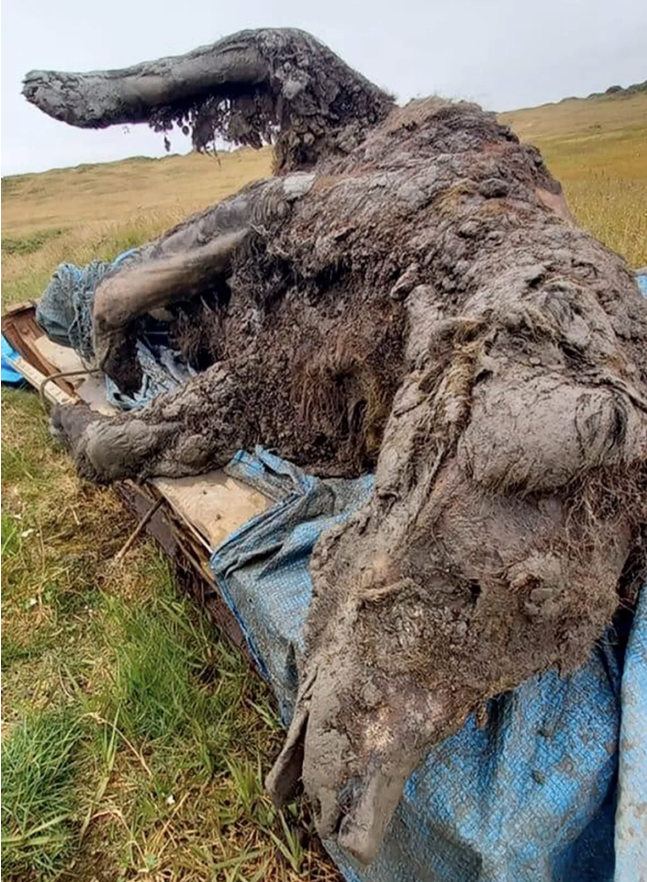 Clumps of fur can still be seen on the immaculately preserved carcass.  (Image: North-Eastern Federal University)