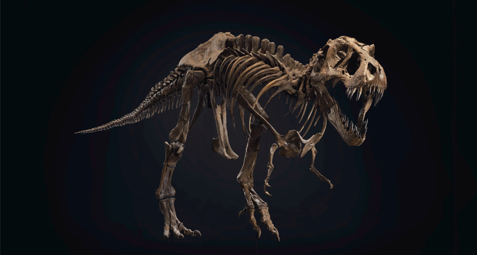 The Tyrannosaurus rex skeleton named Stan. (Image: Christie’s)