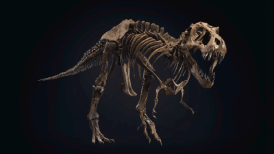 Auction of Unusually Complete T. Rex Skeleton Could Smash Sales Record