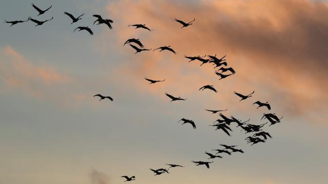 Climate Change Is Now Killing Birds in Midair