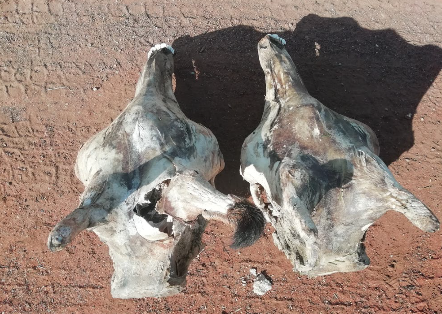 Skulls of two giraffes killed by lightning. The older of the two (left) exhibits a fracture at the base of the right ossicone. The skulls were prepared by flaying and drying in the Sun.  (Image: Ciska P. J. Scheijen/Rockwood Conservation Fund)