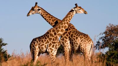 Giraffes Are Basically Fuzzy Lightning Rods, New Research Suggests