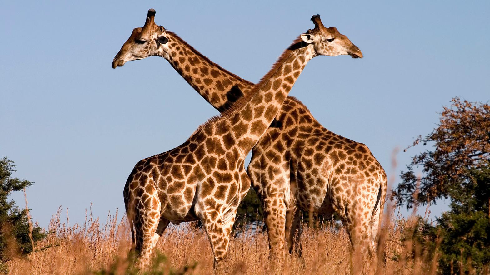 A pair of giraffes in South Africa (not the two who were recently killed by lightning).  (Image: Luca Galuzzi/Wikimedia Commons)