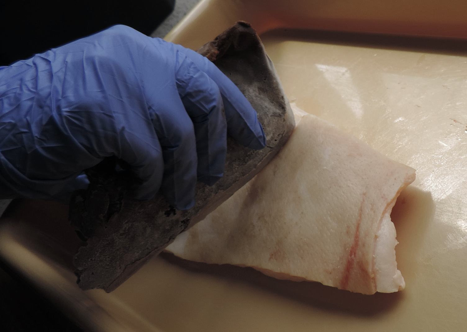 A failed attempt to cut through pig hide with a frozen blade made from poop.  (Image: Metin I Eren et al., 2019)