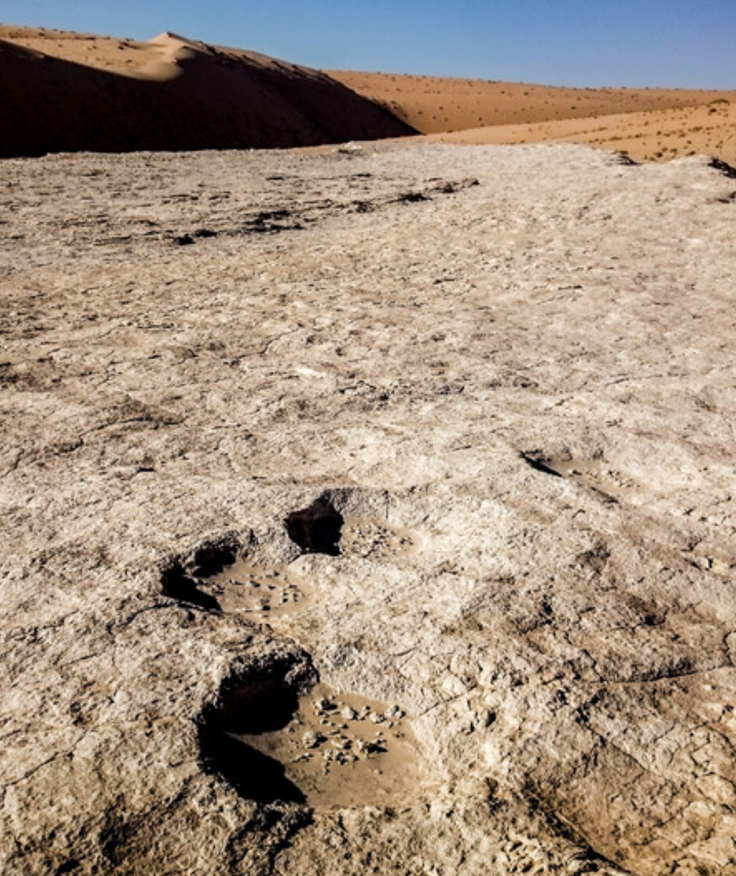 Elephant tracks found at the site.  (Image: Stewart et al., 2020)