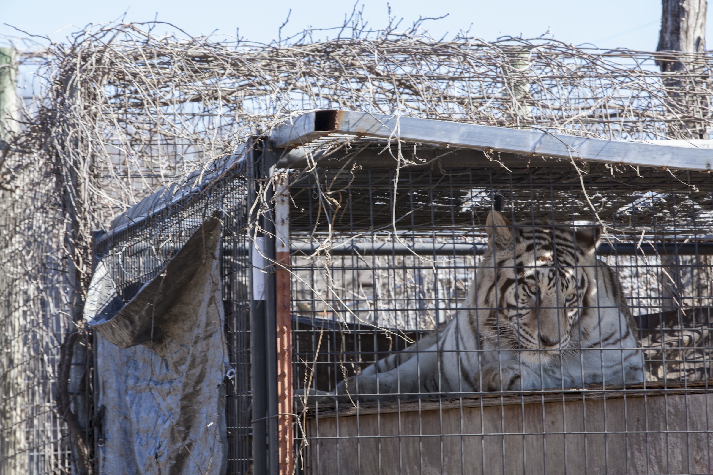 A tiger in Arkansas lived in a small, overgrown cage that was no longer structurally sound before being rescued. With support from IFAW, this tiger was rescued and moved to nearby GFAS accredited sanctuary, Turpentine Creek Wildlife Refuge. (Photo: IFAW)