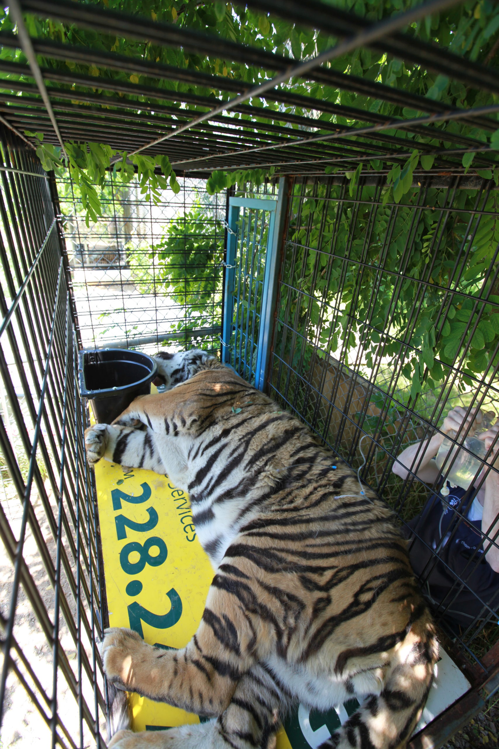 IFAW supported the rescue of 5 tigers and 1 black bear from a failing facility in Ohio to sanctuaries in Nevada and California. (Photo: IFAW)
