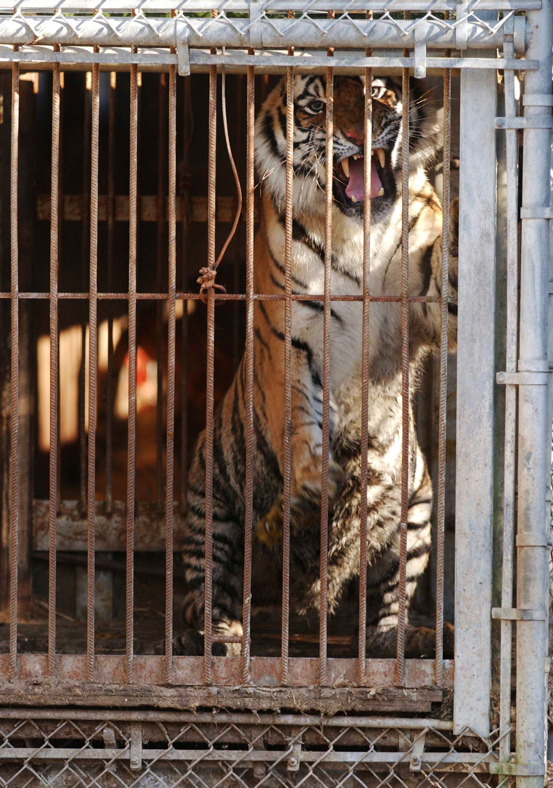 A tiger living in a small cage with accumulated waste awaits rescue. This is one of 24 tigers that IFAW worked with NJ state law enforcement officers to rescue from a private owner. (Photo: IFAW)