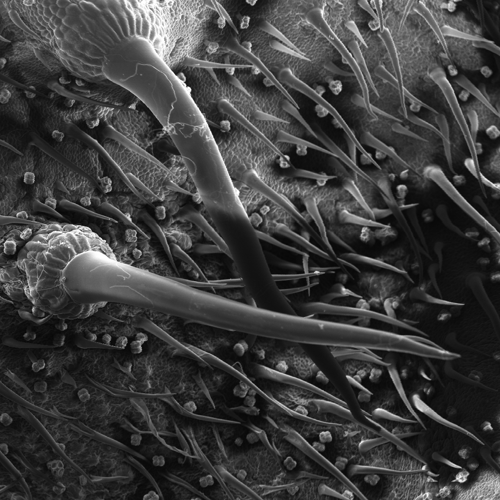 The needle-like hairs inject toxins when touched.  (Image: The University of Queensland)