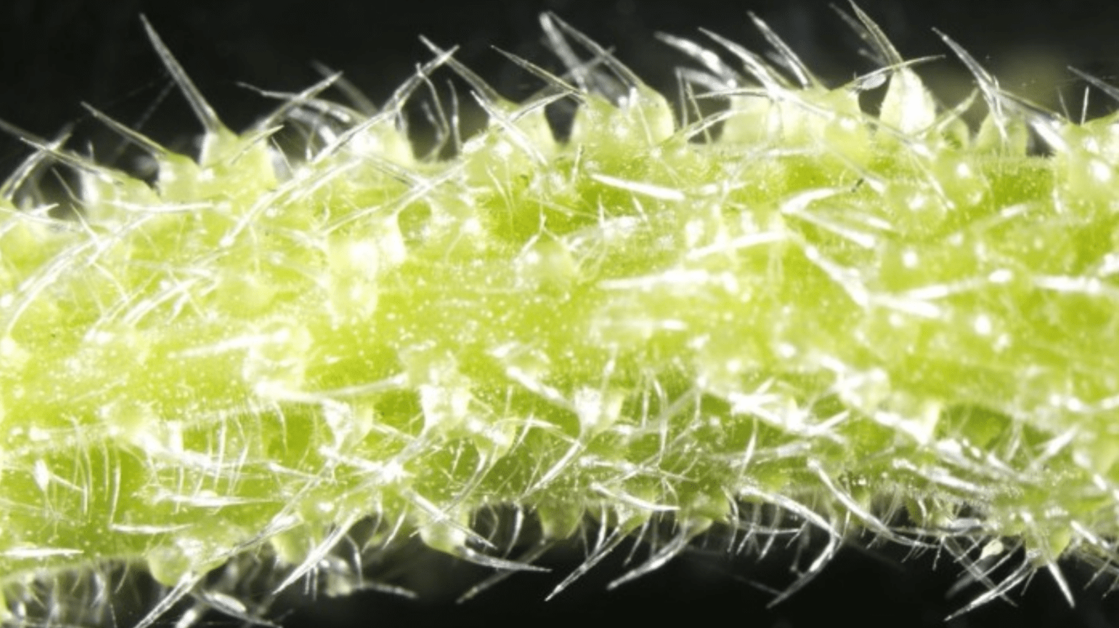 Hair-like structures on a stem of Dendrocnide excelsa. (Image: Institute for Molecular Bioscience/University of Queensland)