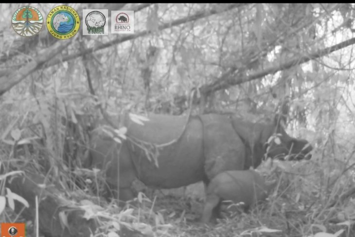 Camera trap footage shows Helen, the female calf.  (Image: Environment and Forestry Ministry)