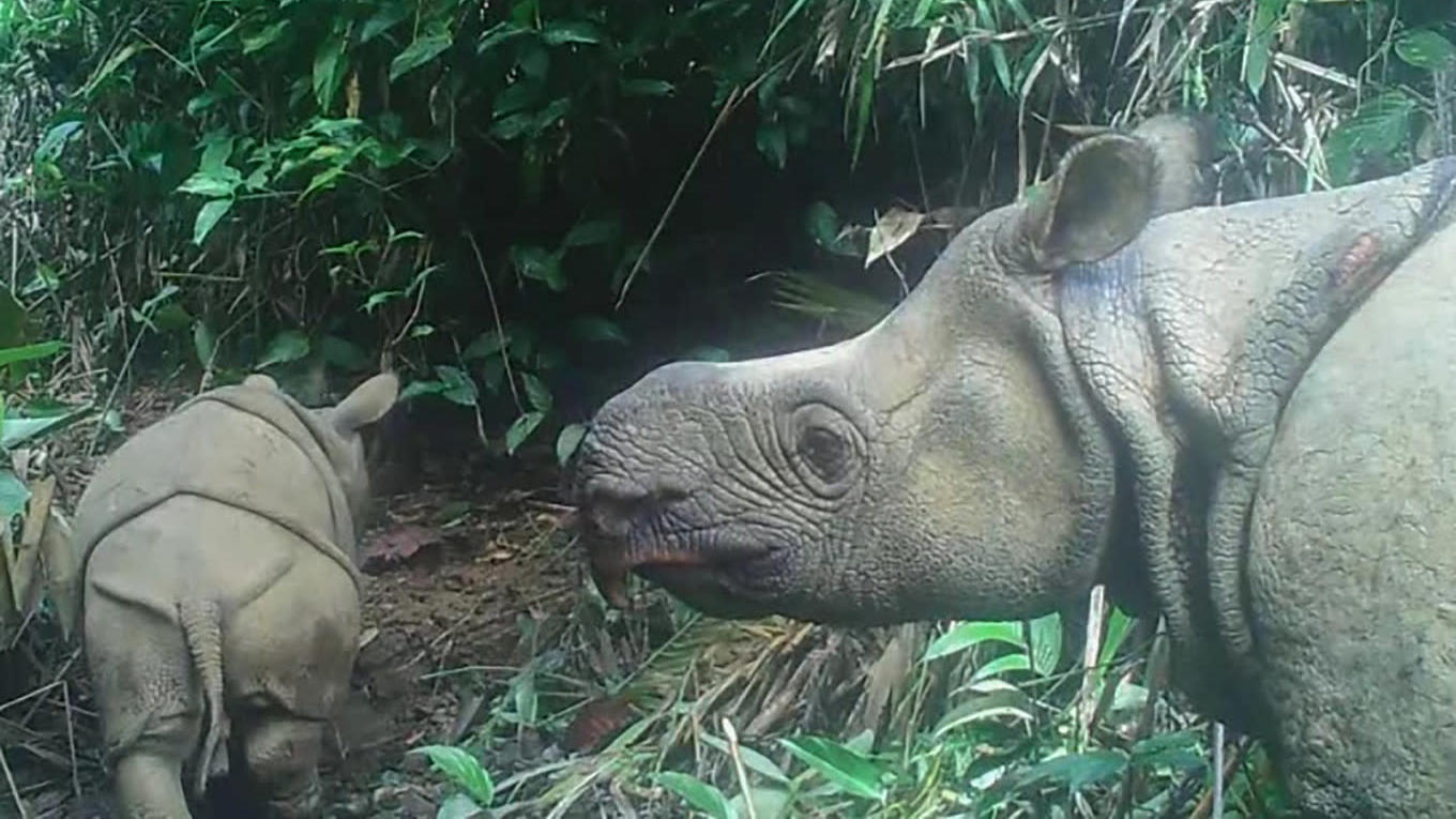 The newly spotted rhino calf, with mother looking on.  (Image: Environment and Forestry Ministry)