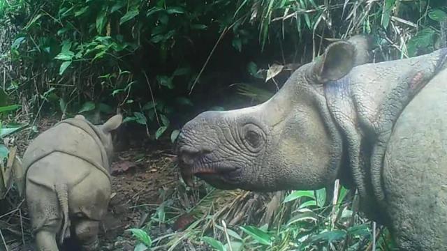 Two Critically Endangered Javan Rhino Babies Spotted in Indonesia
