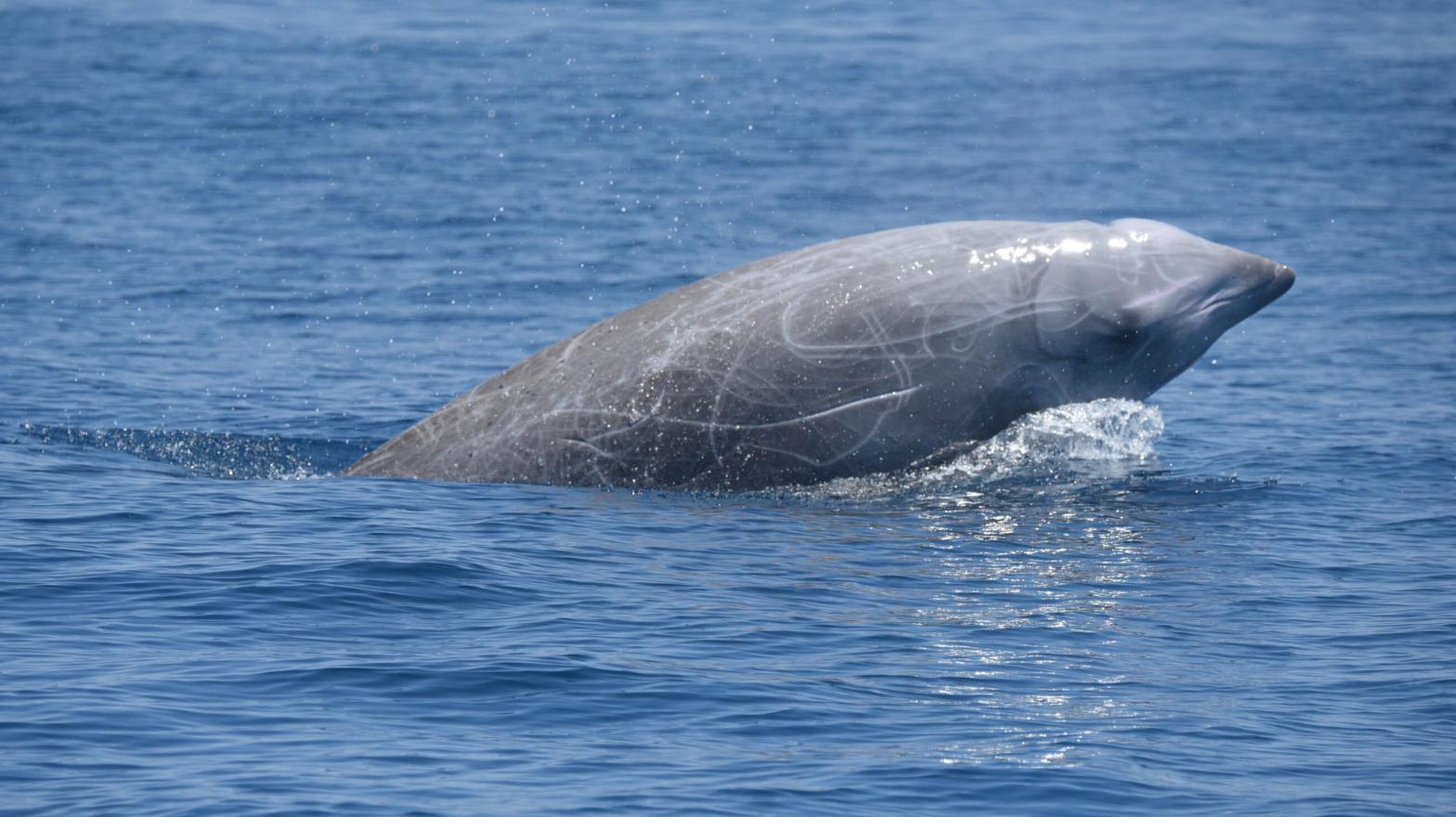 A Cuvier's beaked whale (not the same individual described in the new study). (Image: NOAA)