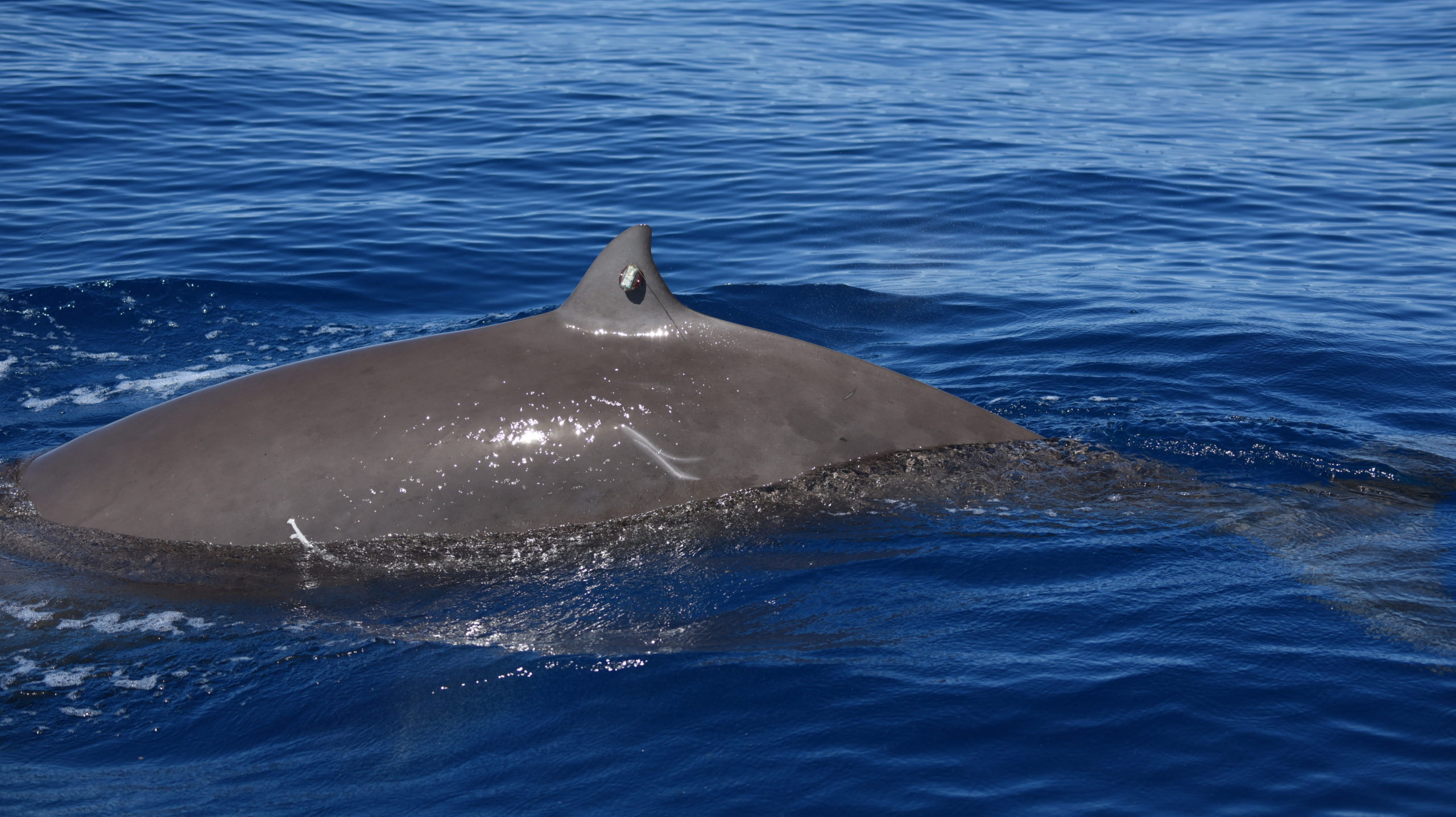 A Cuvier's beaked whale with a tag on its dorsal fin. (Image: Andrew Read/Duke University)