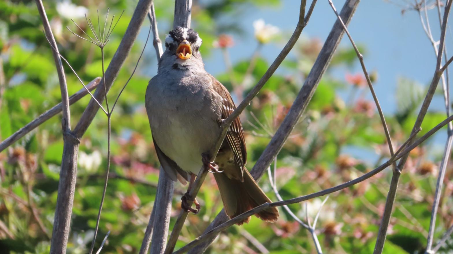A white-crowned sparrow (Photo: JN Phillips/Science)
