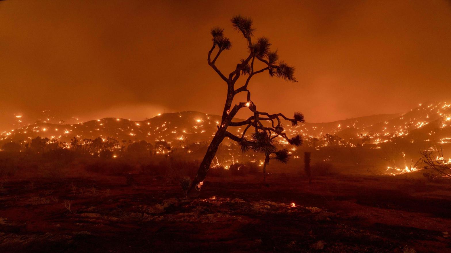 A Joshua Tree burns during the Bobcat Fire in Juniper Hills, California. (Photo: Kyle Grillot/AFP, Getty Images)