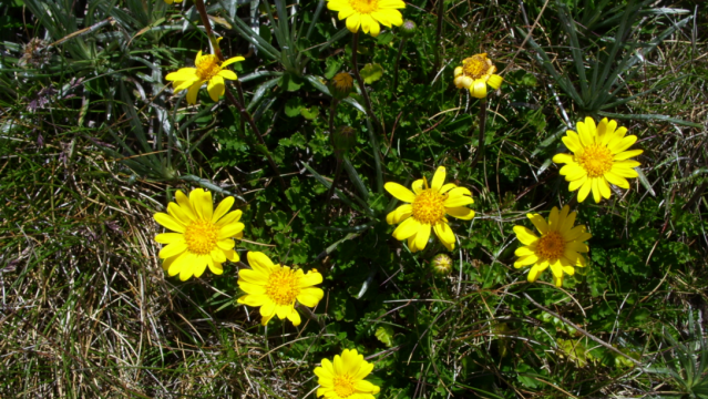 We Found a Whole New Genus of Australian Daisies, and You’ve Probably Seen Them on Your Bushwalks