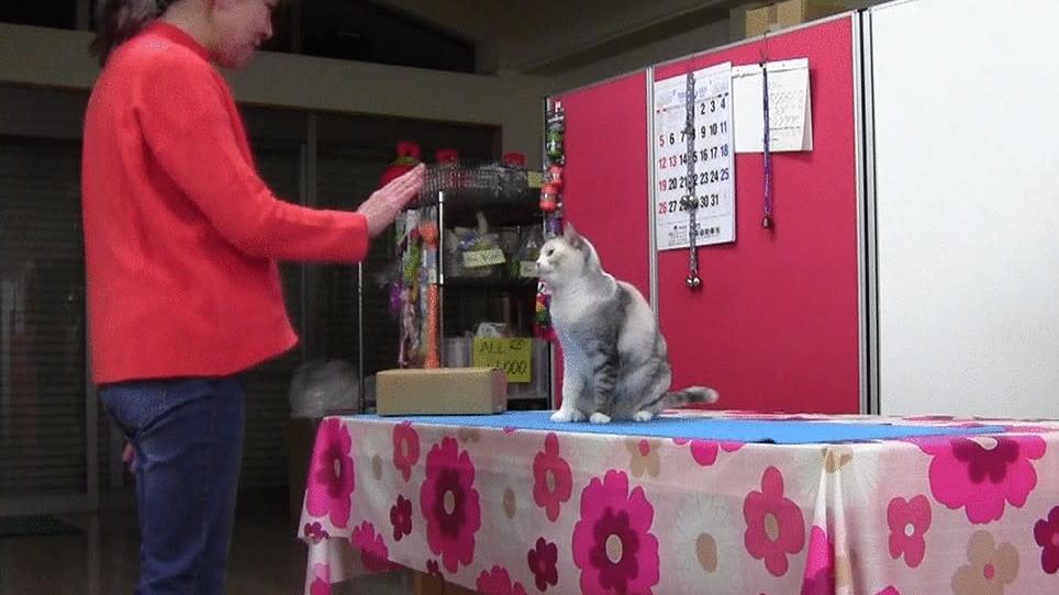 Ebisu the cat and her owner Fumi Higaki  (Screenshot: Fugazza et al/Animal Cognition)
