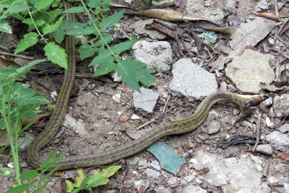A kukri snake, having come into contact with the toad poison, is seen rubbing itself against leaves and rocks to remove the toxin from its face. The toad jumped several feet away, but was later recaptured.  (Image: H. Bringsøe et al., 2020)