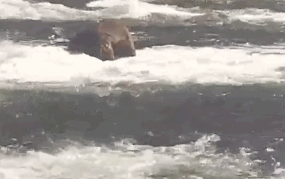 Barrel rolling into Fat Bear Week. (Gif: National Park Service/Explore.org)
